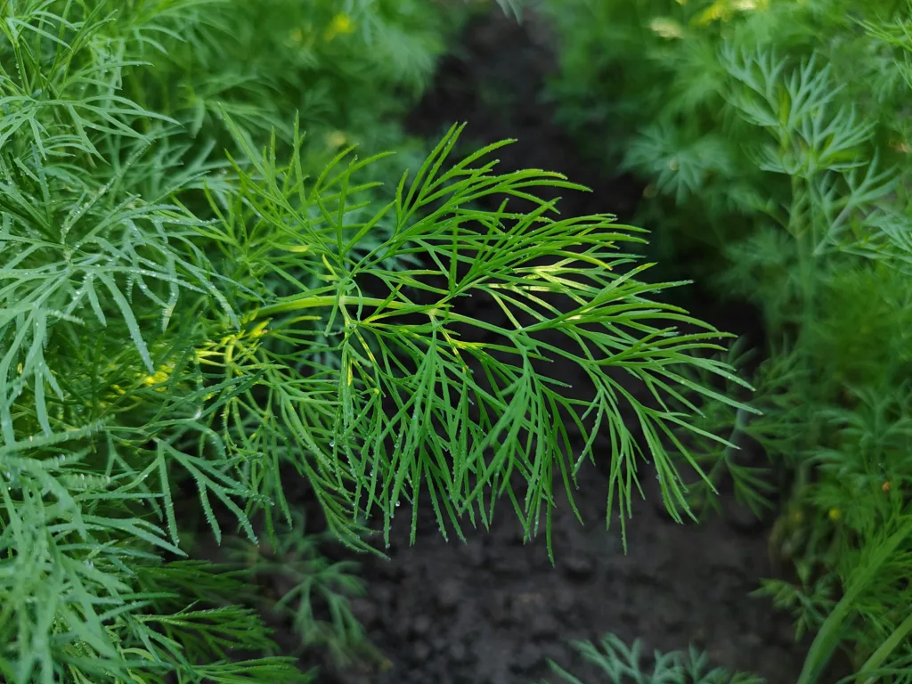 dill leaves